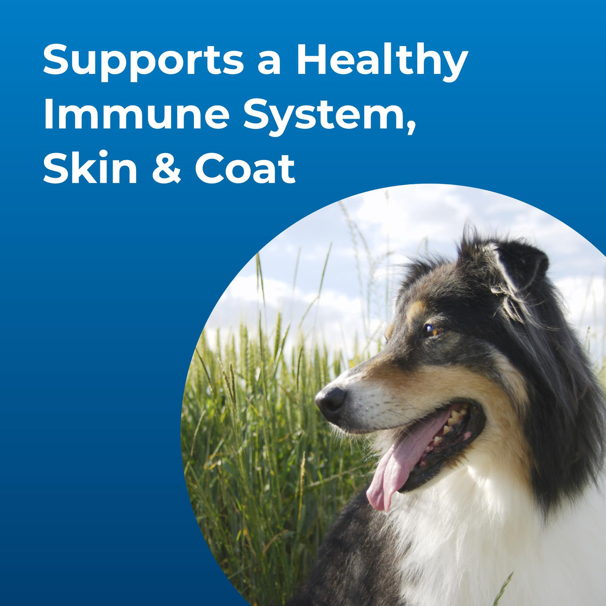 High Calorie Liquid Nutritional Supplement for Dogs & Puppies 16 oz B773352