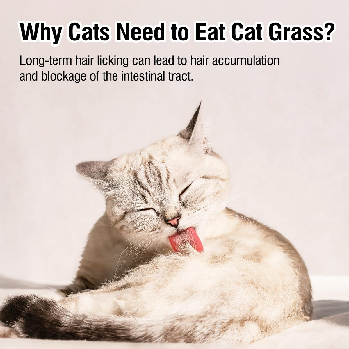 Freeze Drying Cat Grass Treats with Chicken & Egg Yolk 2.3 oz E684