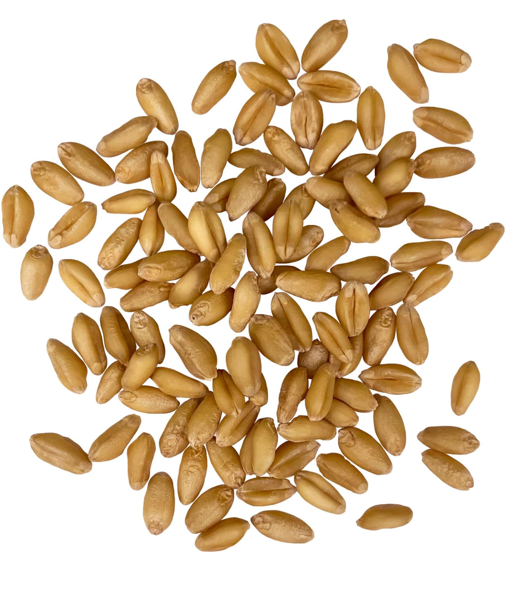 Soft White Wheat Berries 25 LBS L130